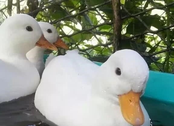 柯尔鸭的特写照片——浑身雪白、脖子短腿短、呆萌可爱